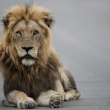 beautiful-shot-male-lion-resting-road