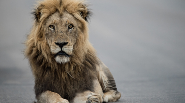 beautiful-shot-male-lion-resting-road